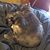 Toni L. Knox's profile image