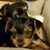 Tom Steils's profile image