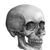 Stan Theman's profile image