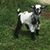 Laura Vallee's profile image
