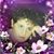 Shelly Reed McIntyre's profile image