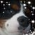 Nick Persing's profile image
