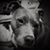 Belinda Tayrien Werth's profile image