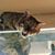 Samantha Jasmer's profile image