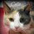 Cheryl Dorsey's profile image