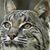 Cynthia L. Nelson's profile image
