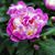Pat Williams Willard's profile image