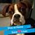 Joanne Profeta's profile image