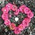 Andrea Jones Ridl's profile image
