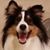 Carol Shaw's profile image