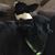 Amy Iverson's profile image