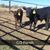 Kernivin Carviso's profile image