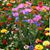 Vicki Sininger's profile image