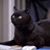 Derrick Black's profile image