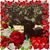 Diana Gelsini's profile image