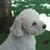 Tony Fischetti's profile image