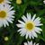 Pamela Scott's profile image