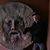 Chris Wheatley's profile image