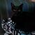 Lillycatlady Wolfe's profile image