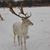 Dotty Piech's profile image