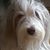 Diane Johansen's profile image