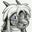 Heffboom Konijn's profile image