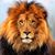 Chris Cutright Gooden's profile image