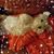 Lida Stout Haskett's profile image