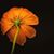 Lacey Nichols Wilbert's profile image