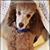 Cheryl Hazen's profile image