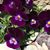 Mary Fenlon Marriott's profile image
