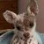 Pamela Verver Gibson's profile image