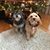 Lisa Thies Macke's profile image