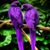 Tia Aree Edwards's profile image