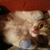 Lorenza Perini's profile image