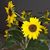 Sally Tye's profile image