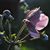 Lois Thiessen Love's profile image