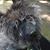 Dezi Diamond Rays Alkay's profile image