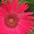 Jennifer Ringnalda's profile image