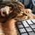 Alisa Finken's profile image