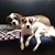 Carol Ray's profile image