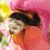 Marielle Lafaro's profile image