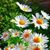 Mary Ann McGuire's profile image