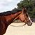 Carroll Carmickle's profile image