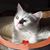 Linda Stoyka's profile image