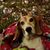 Renee Rossi's profile image