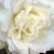 Rose Marquez's profile image