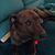 Julia Romeo Sweitzer's profile image