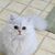 Connie Adamo's profile image