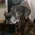 Dennis Allerton's profile image